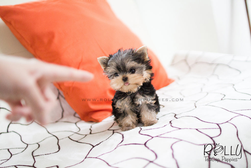 Carter - Yorkie. M - Rolly Teacup Puppies