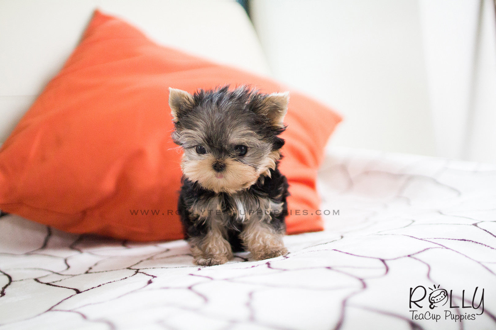 Carter - Yorkie. M- Rolly Teacup Puppies