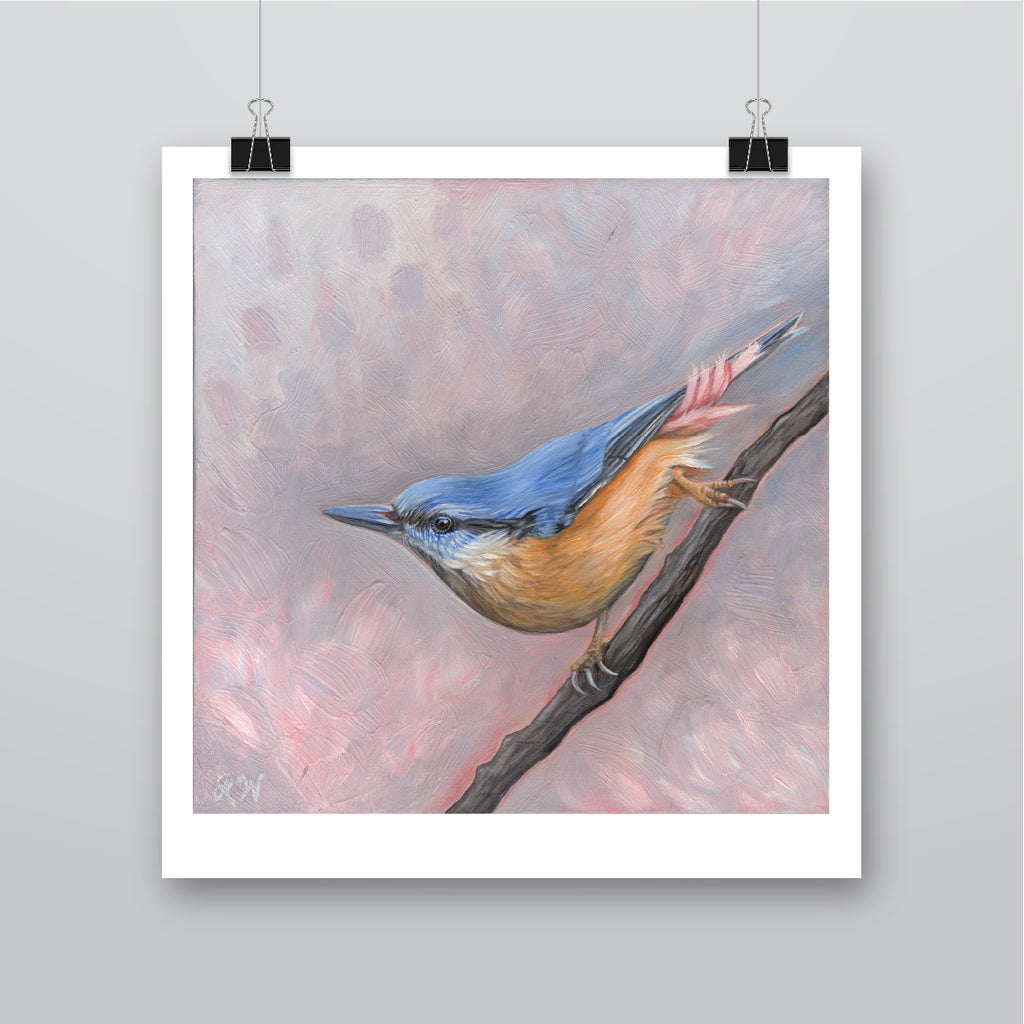 Curious Nuthatch – Rachael Wild Artist