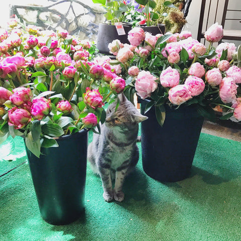 ScottietheCatNYC-felinemascotScottsFlowersNYC