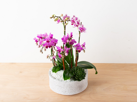 mini orchid garden