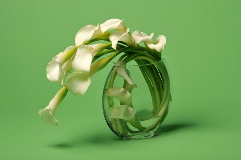 Calla Lilly