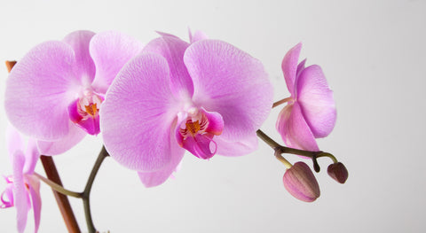 orchid delivery nyc