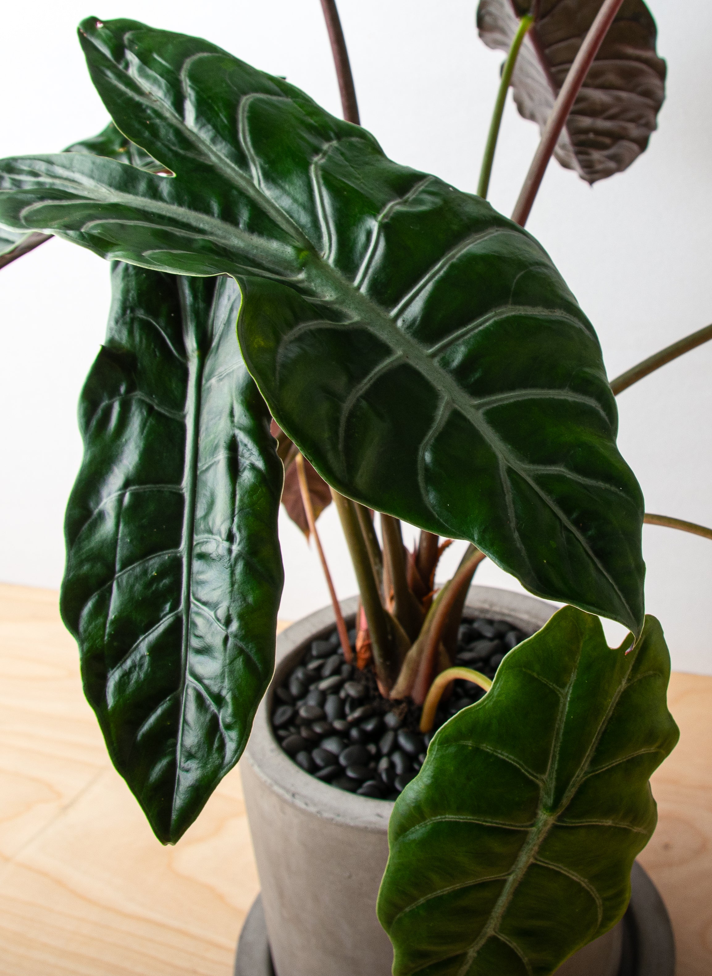 Alocasia-image-2