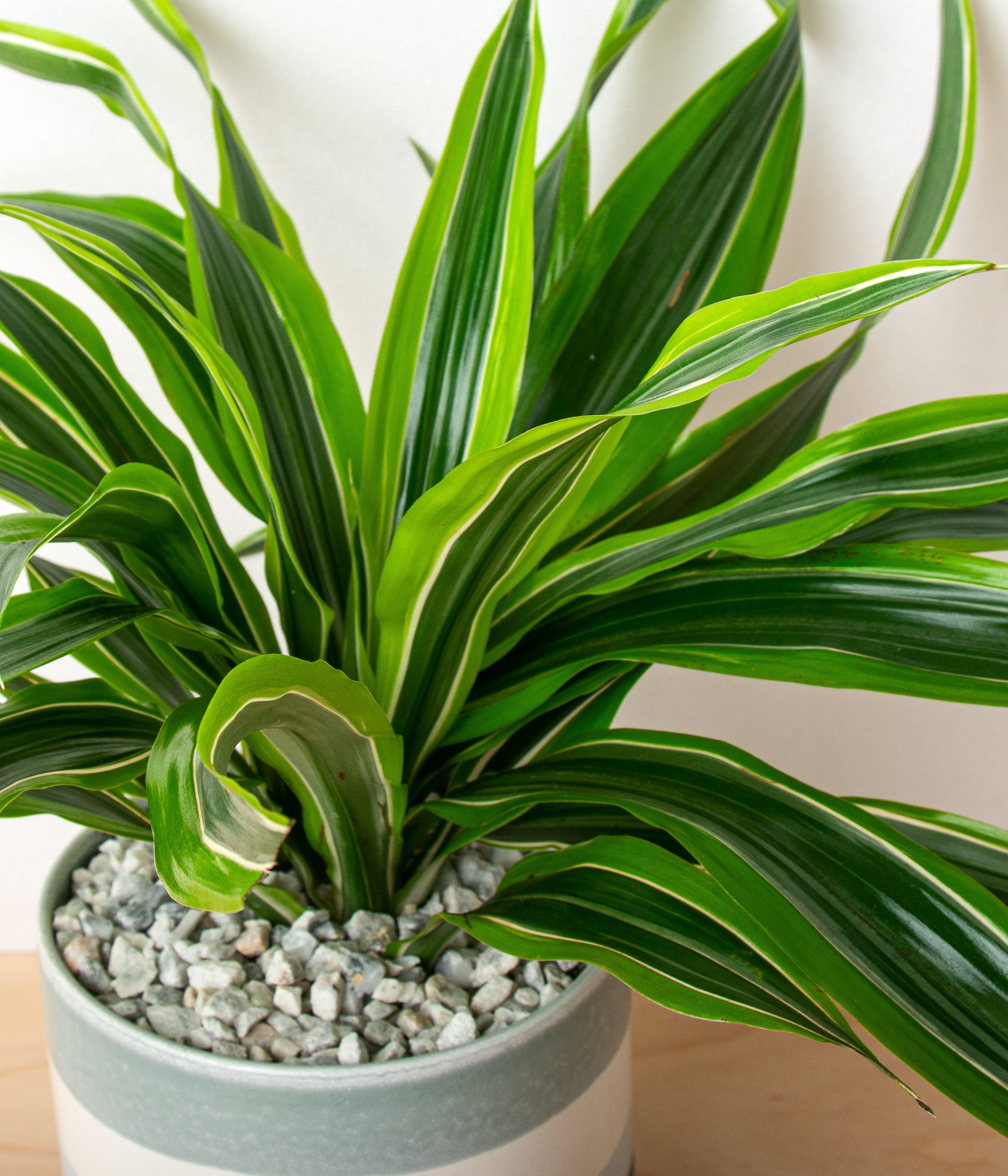 Dracaena Lemon Lime-image-2