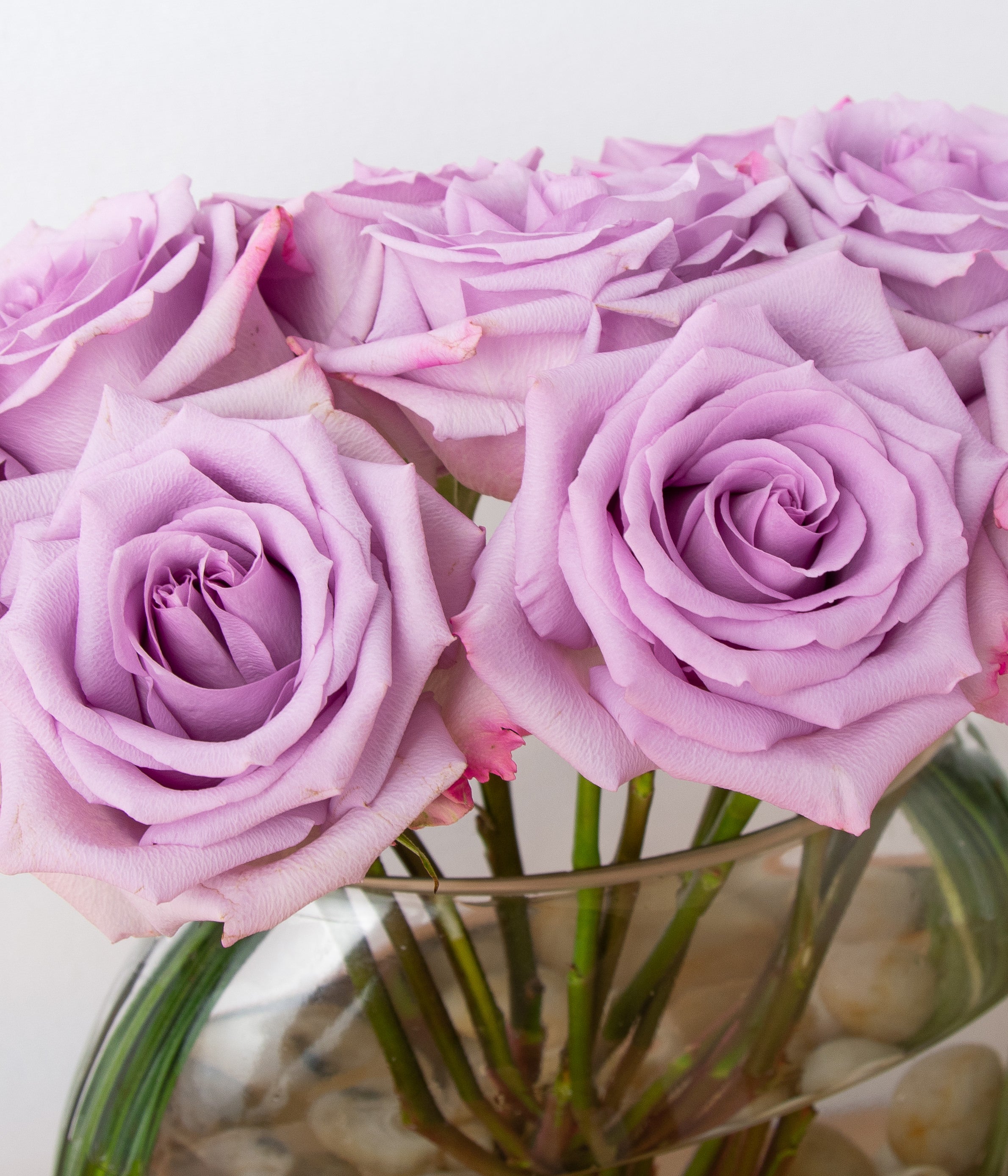 Modern Roses - Lavender-image-2