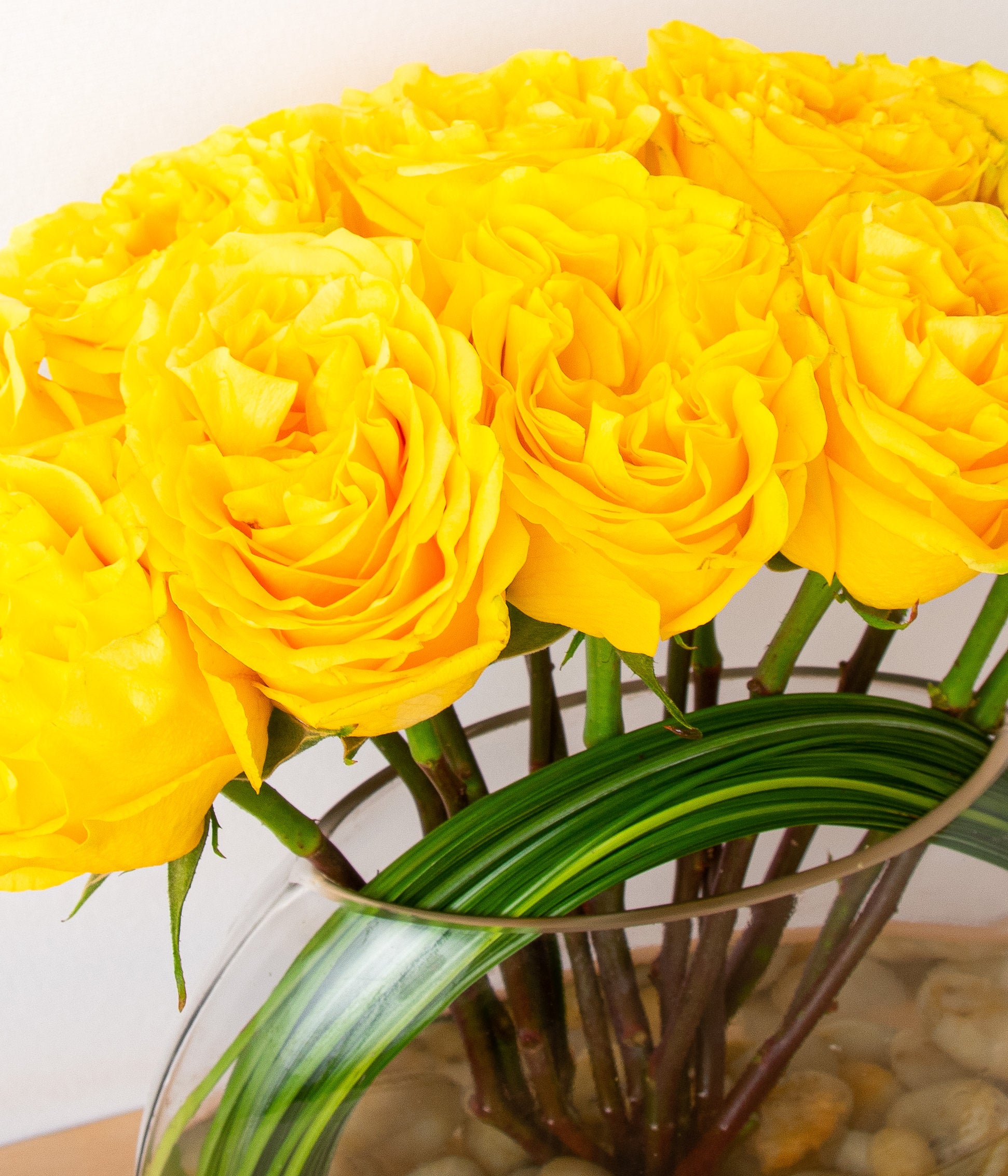 Modern Roses - Yellow-image-2