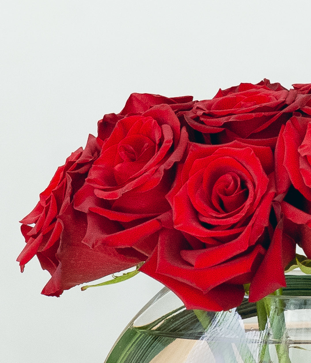 Modern Roses - NYC Rose Delivery | Scotts Flowers NYC