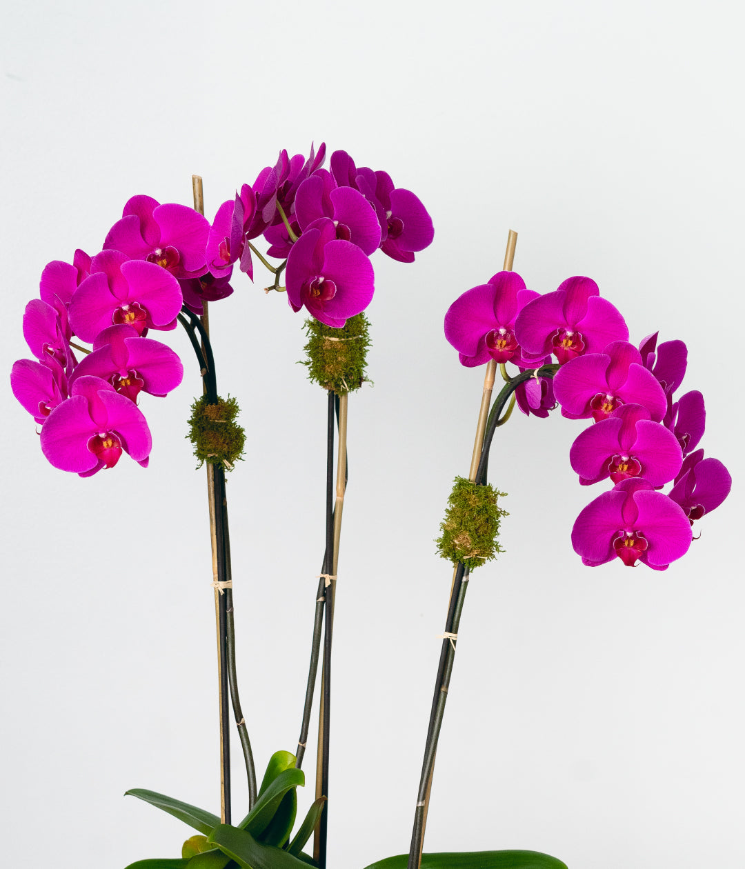 Purple Orchid - Triple-image-2