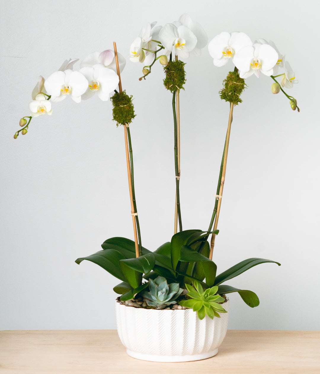 White Orchid - Triple-image-1