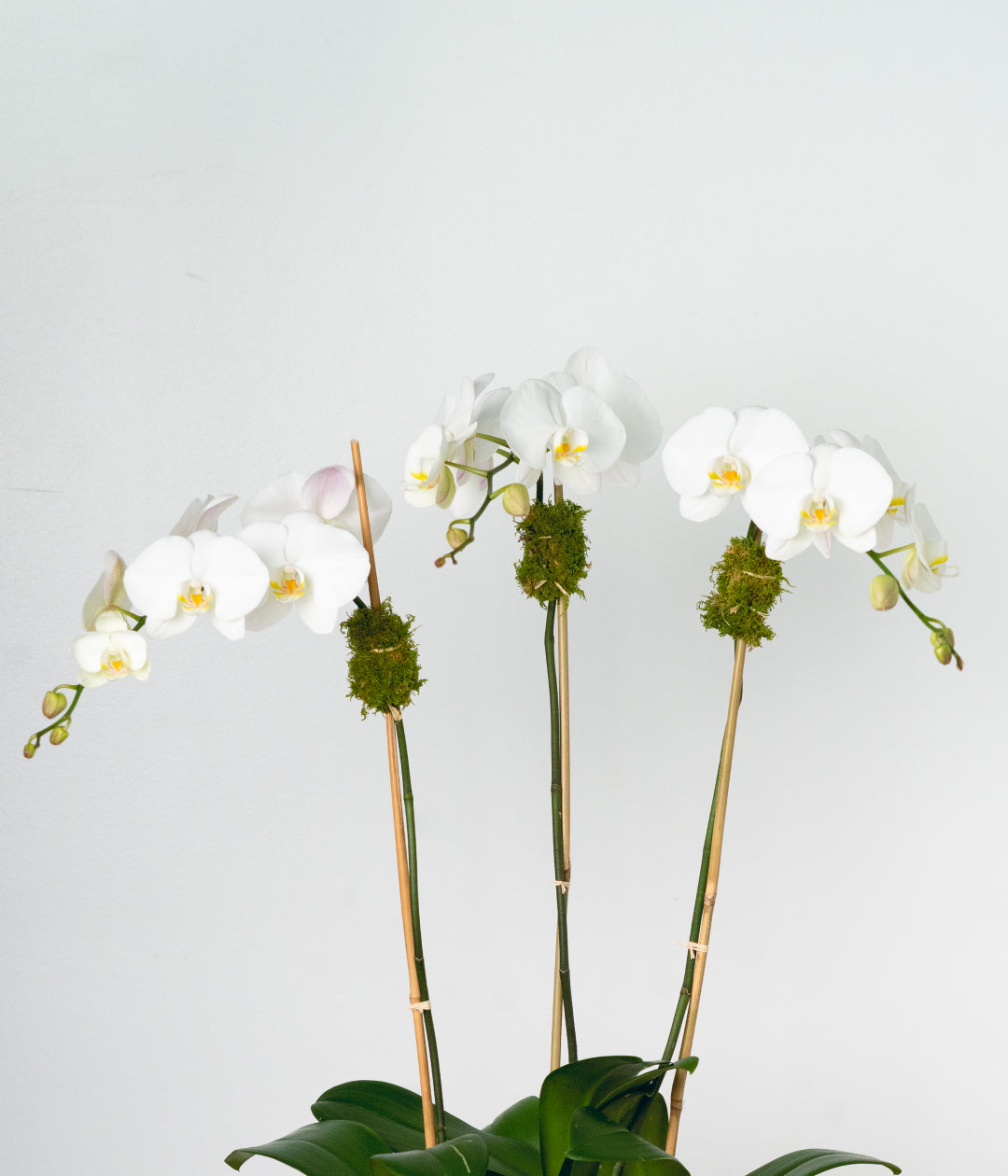 White Orchid - Triple-image-2