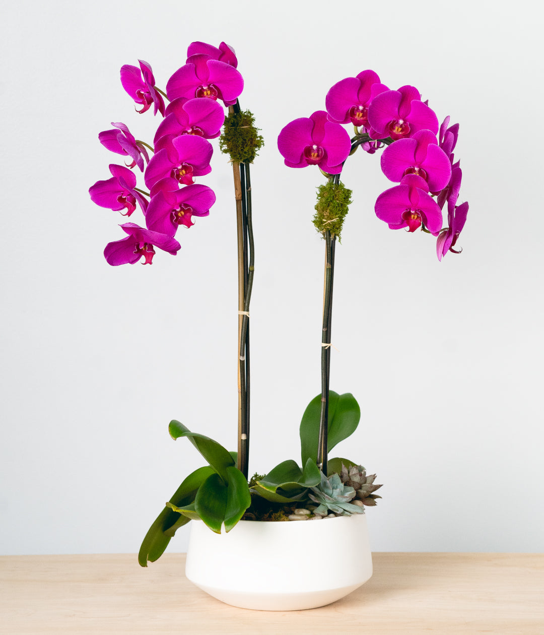 Purple Orchid - Double-image-1
