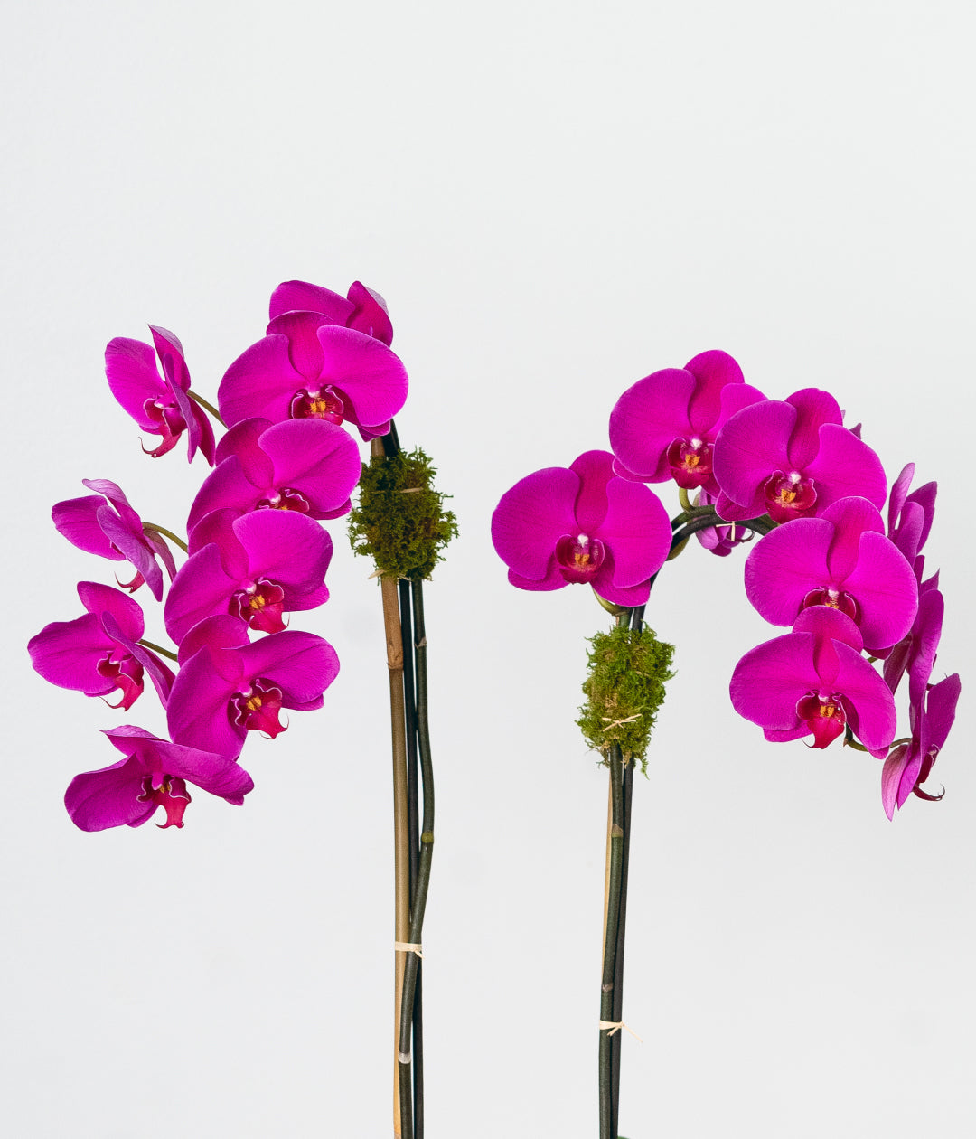 Purple Orchid - Double
