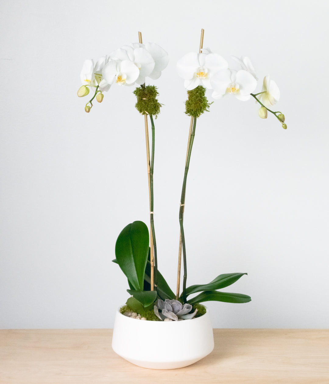 White Orchid - Double-image-1