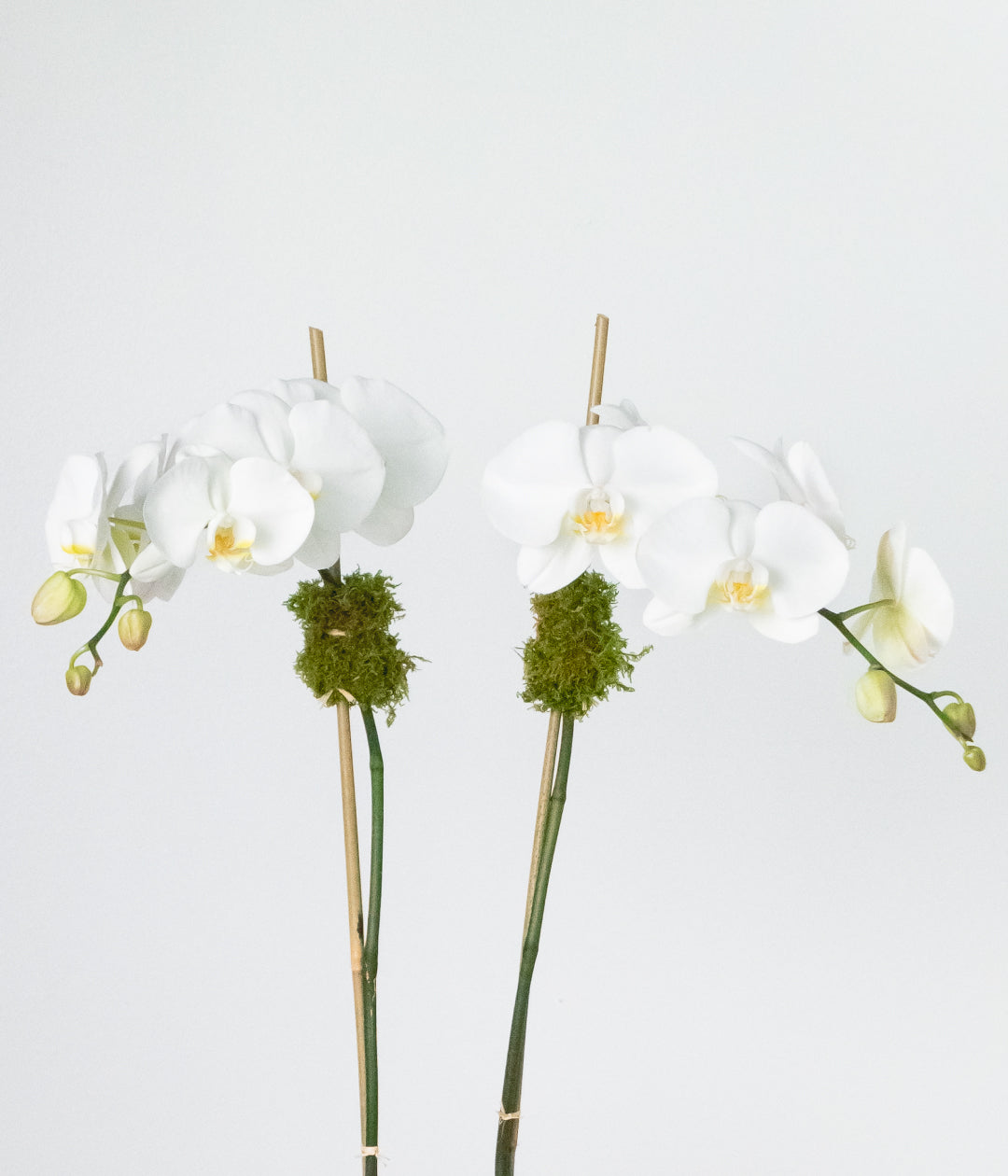 White Orchid - Double-image-2