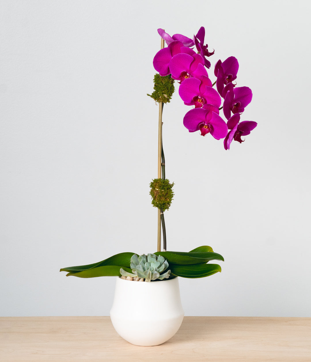 Purple Orchid - Single-image-1