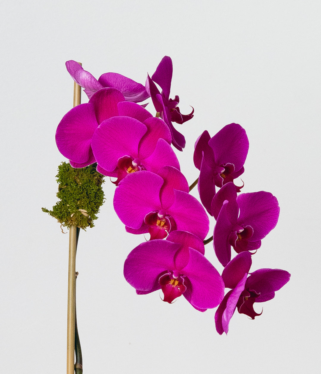 Purple Orchid - Single-image-2