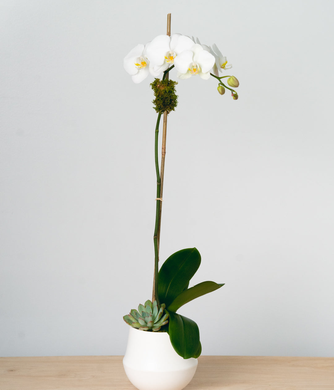 White Orchid - Single-image-1