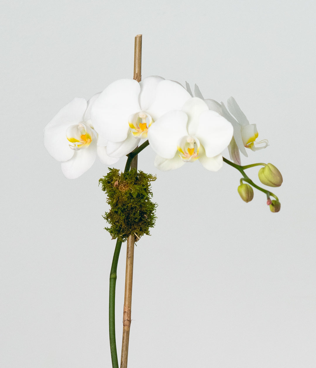 White Orchid Single Scotts Flowers Nyc