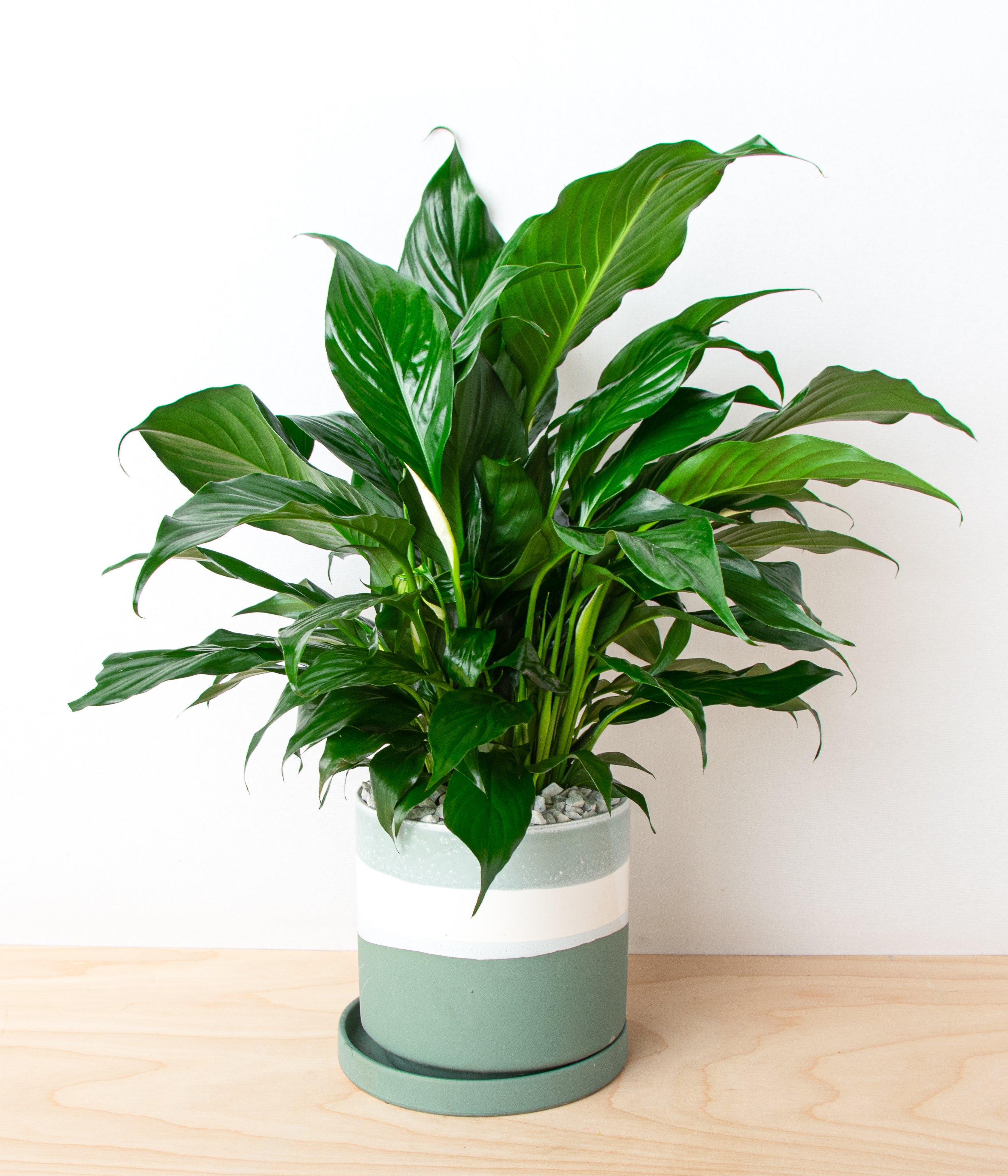 Peace Lily-image-1