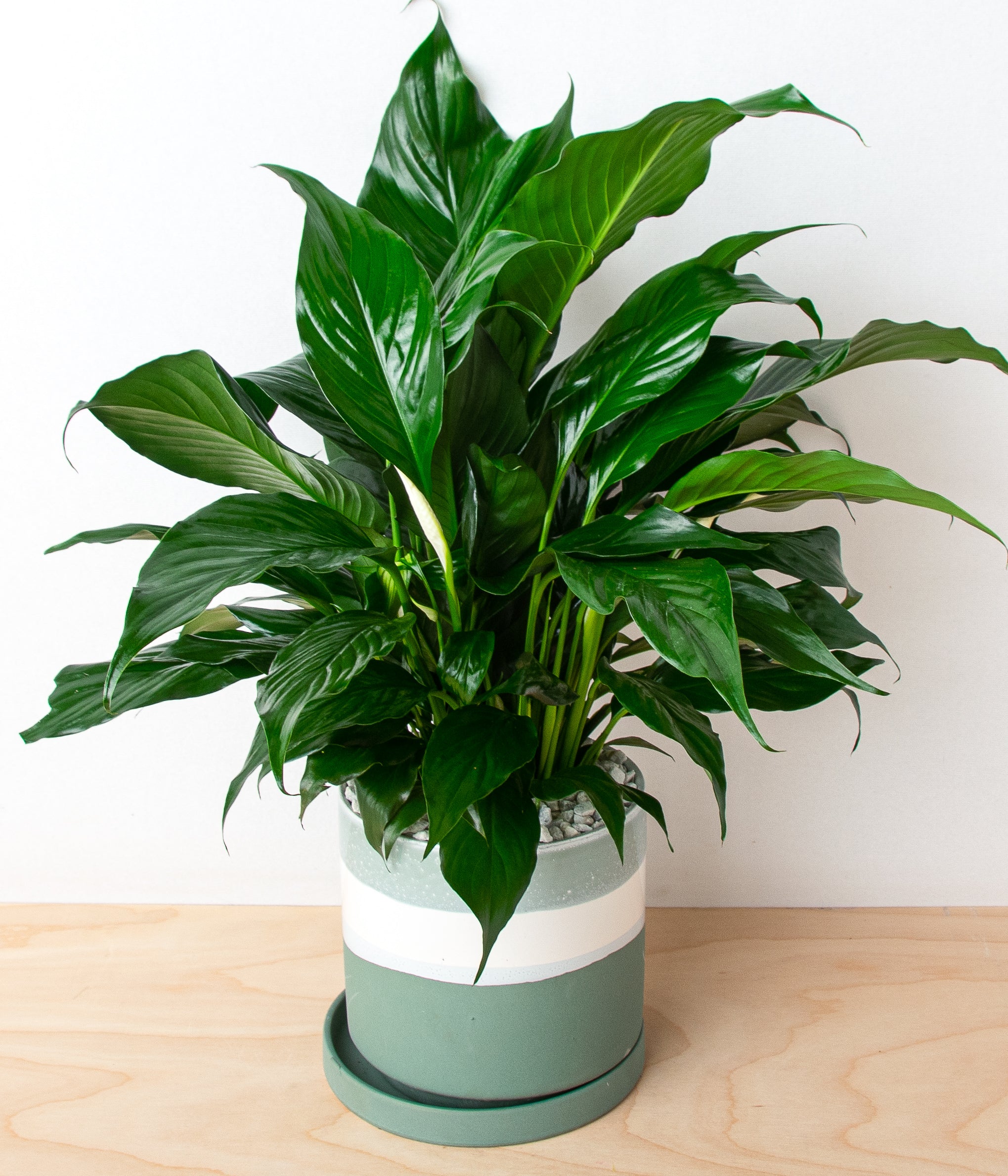 Peace Lily-image-2