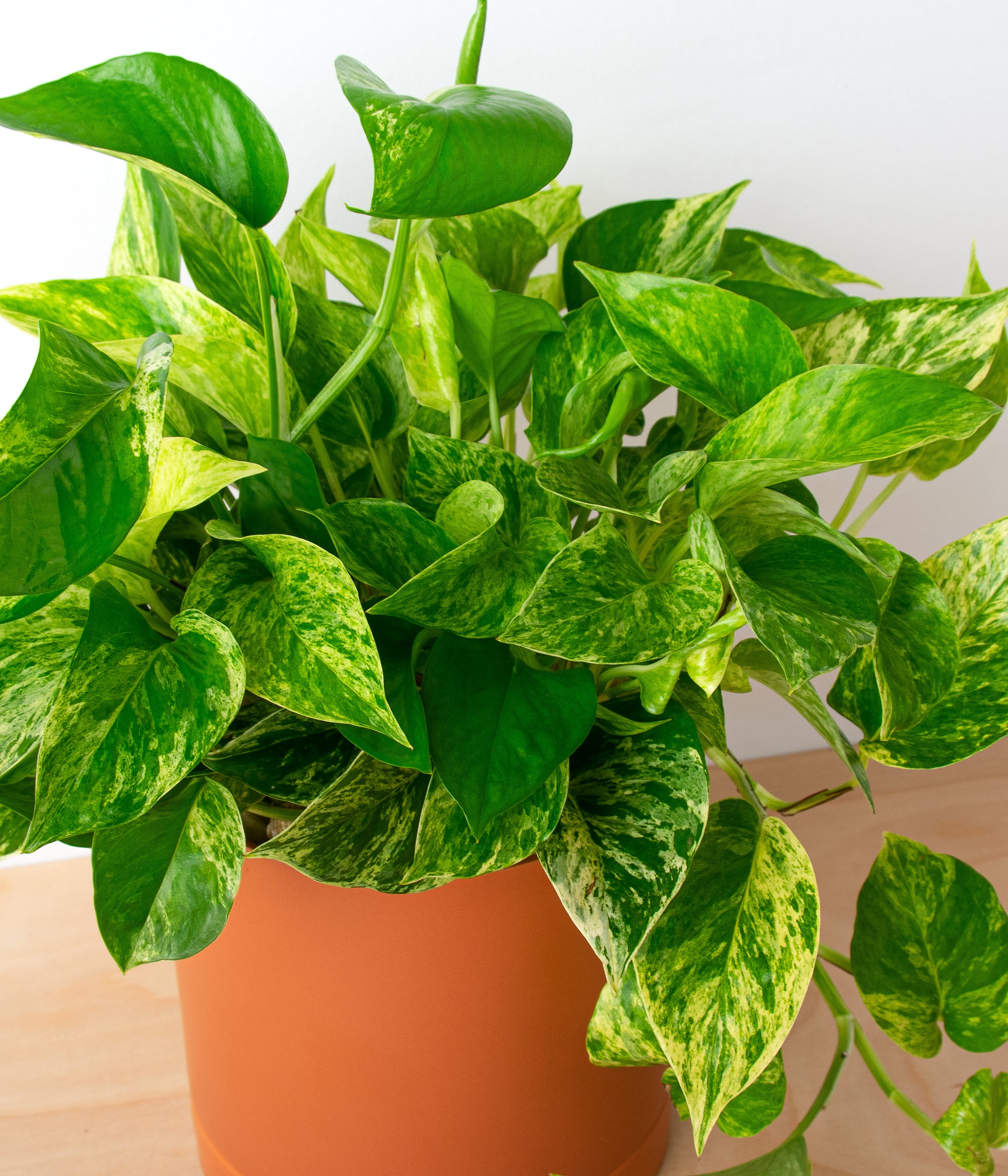 Pothos-image-2