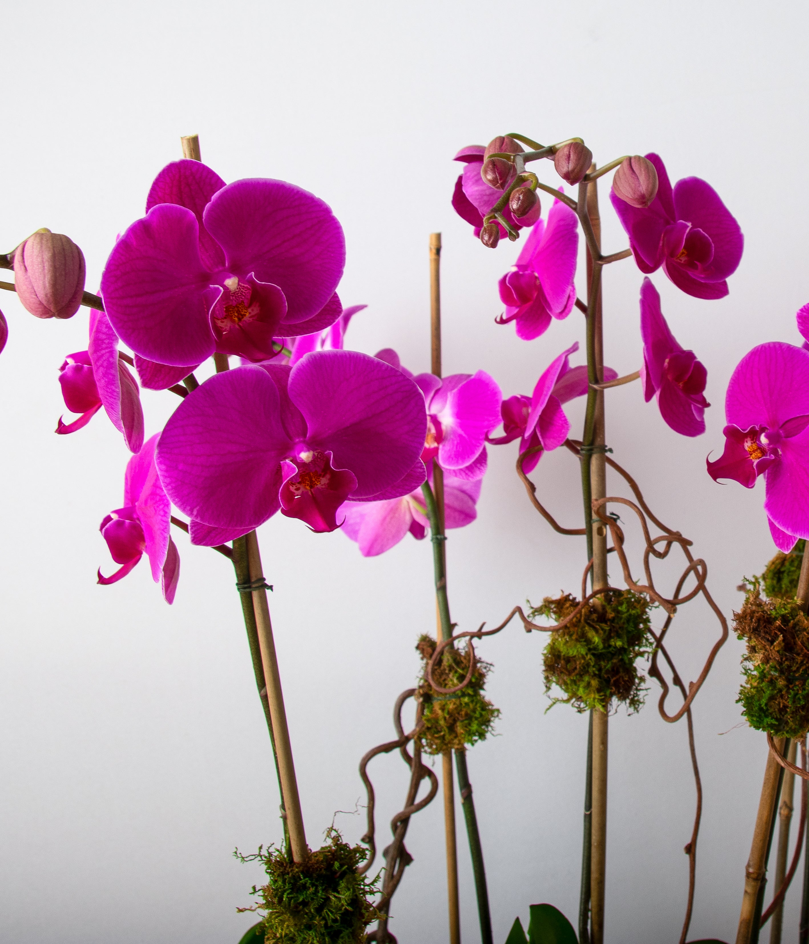 Purple Orchid - Deluxe-image-2