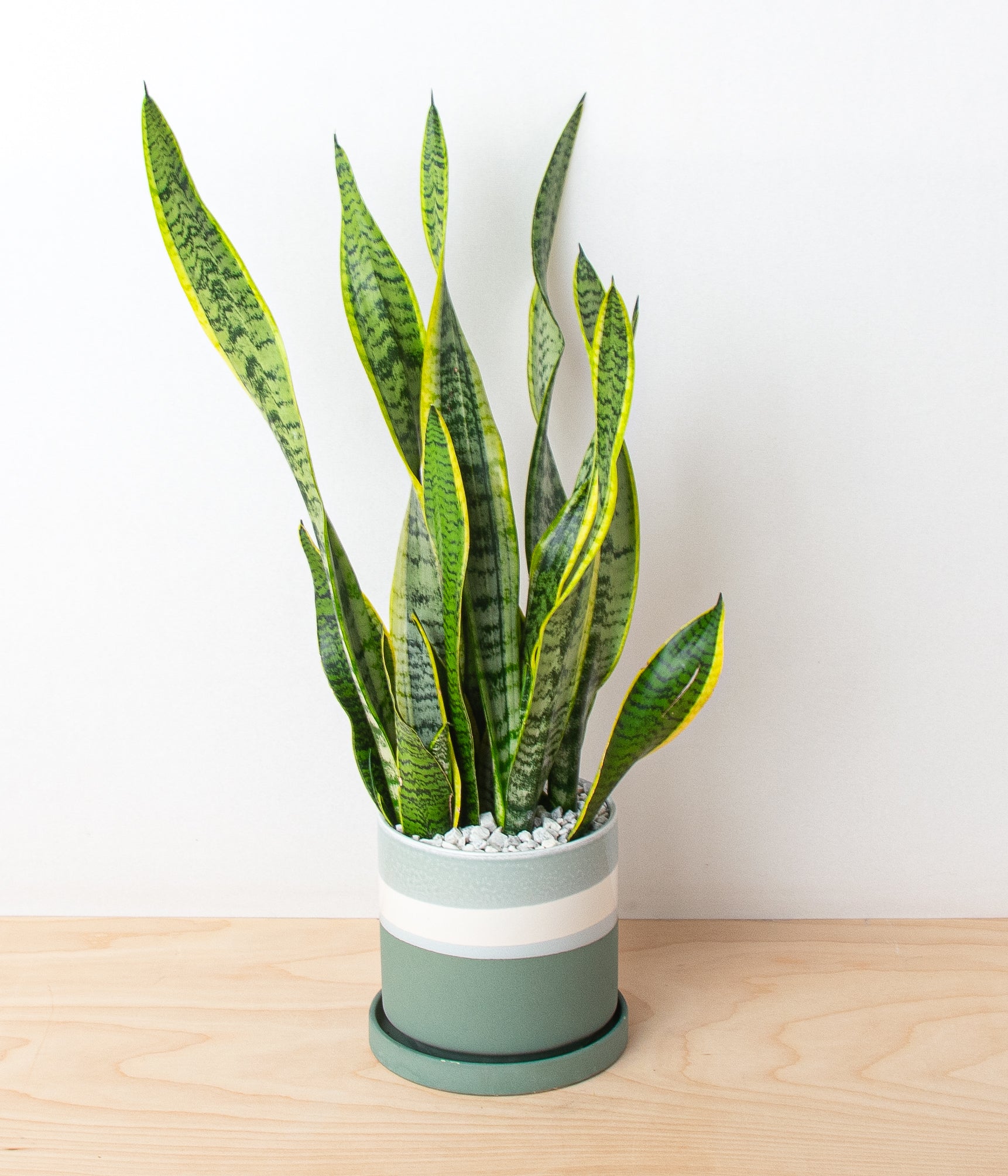 Snake Plant-image-1