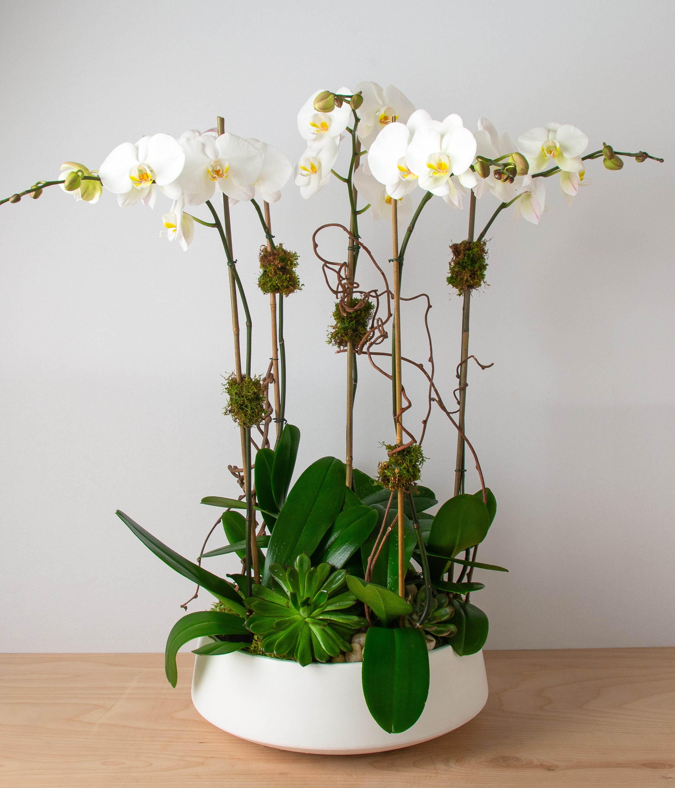 White Orchid - Deluxe-image-1