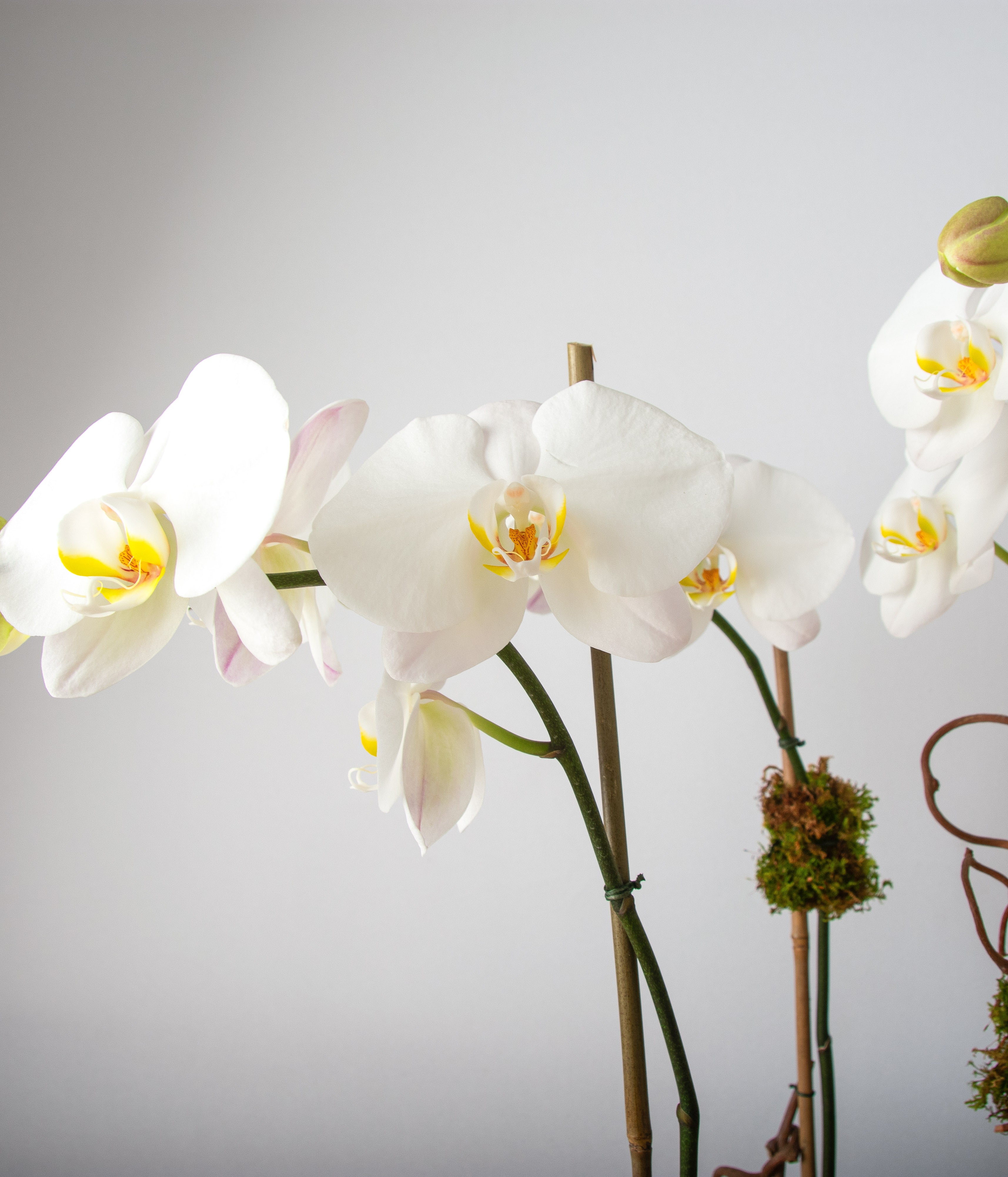 White Orchid - Deluxe-image-2