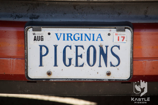 Fancy Pigeon Show Photo