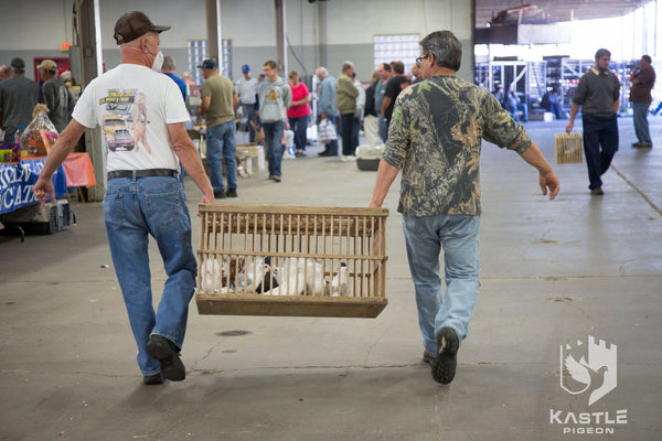 Fancy Pigeon Show Photo