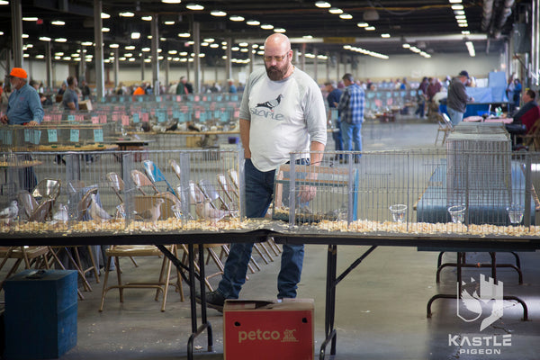 Fancy Pigeon Show Photo