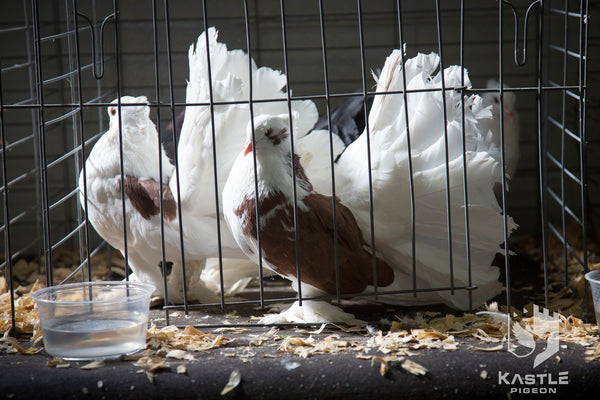 Fancy Pigeon Show Photo