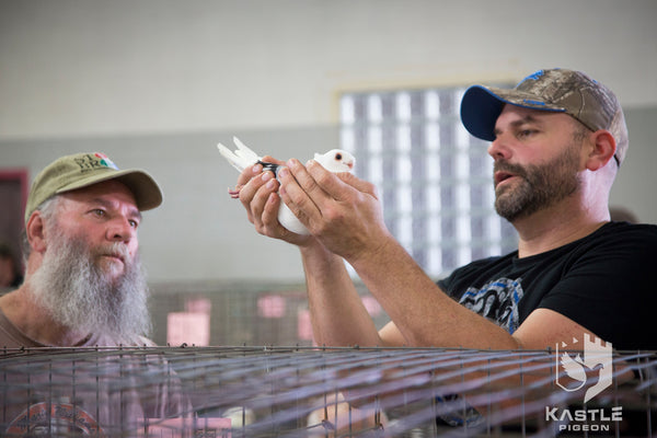 Fancy Pigeon Show Photo