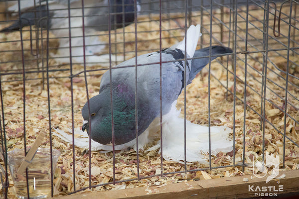 Fancy Pigeon Show Photo