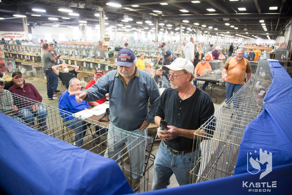 Fancy Pigeon Show Photo