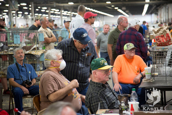 Fancy Pigeon Show Photo