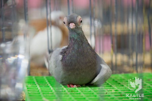 Fancy Pigeon Show Photo