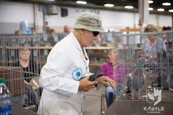 Fancy Pigeon Show Photo