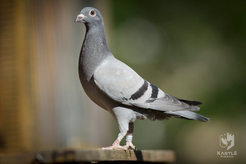 healthy racing pigeon 