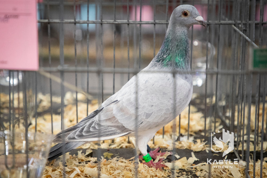 National Young Bird Pigeon Show