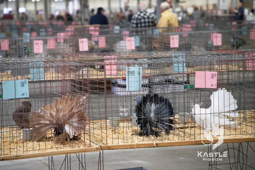 National Young Bird Pigeon Show