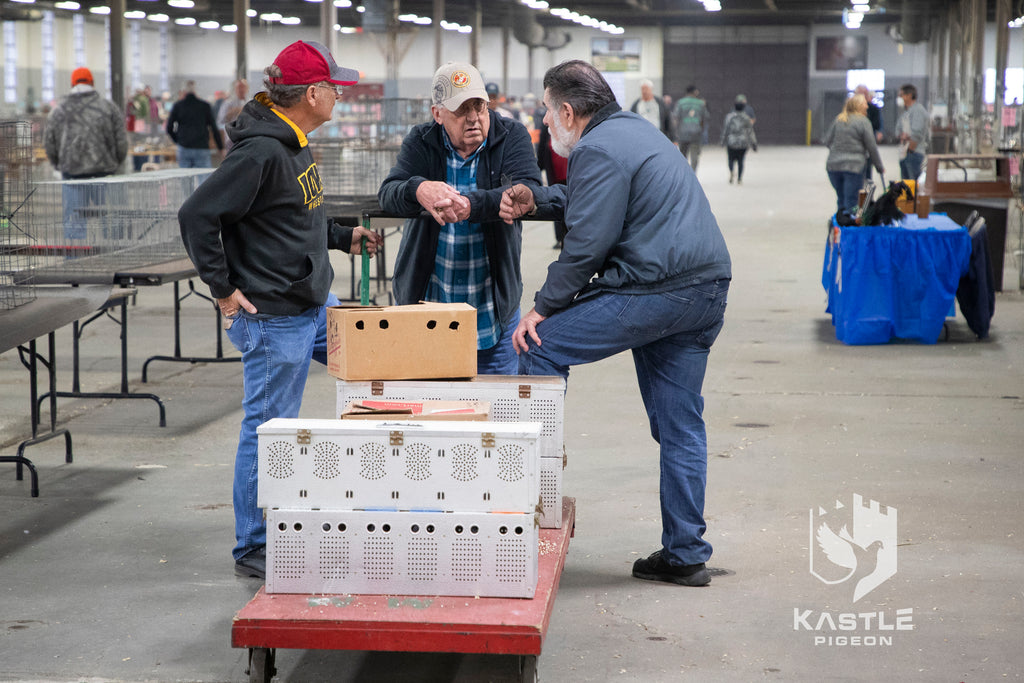 National Young Bird Pigeon Show