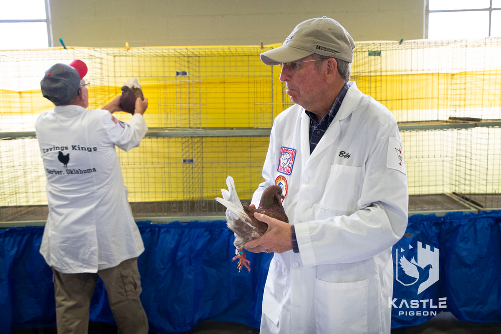 National Young Bird Pigeon Show