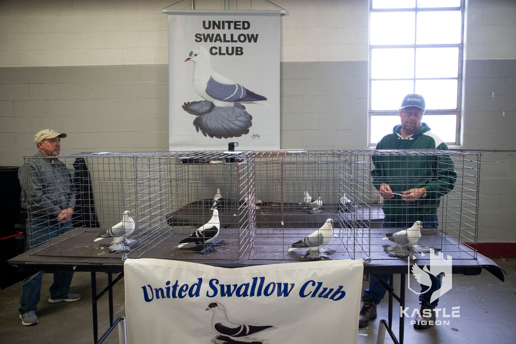 National Young Bird Pigeon Show