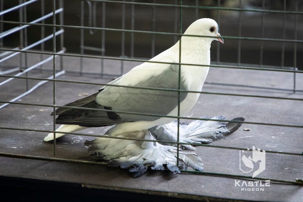 National Young Bird Pigeon Show