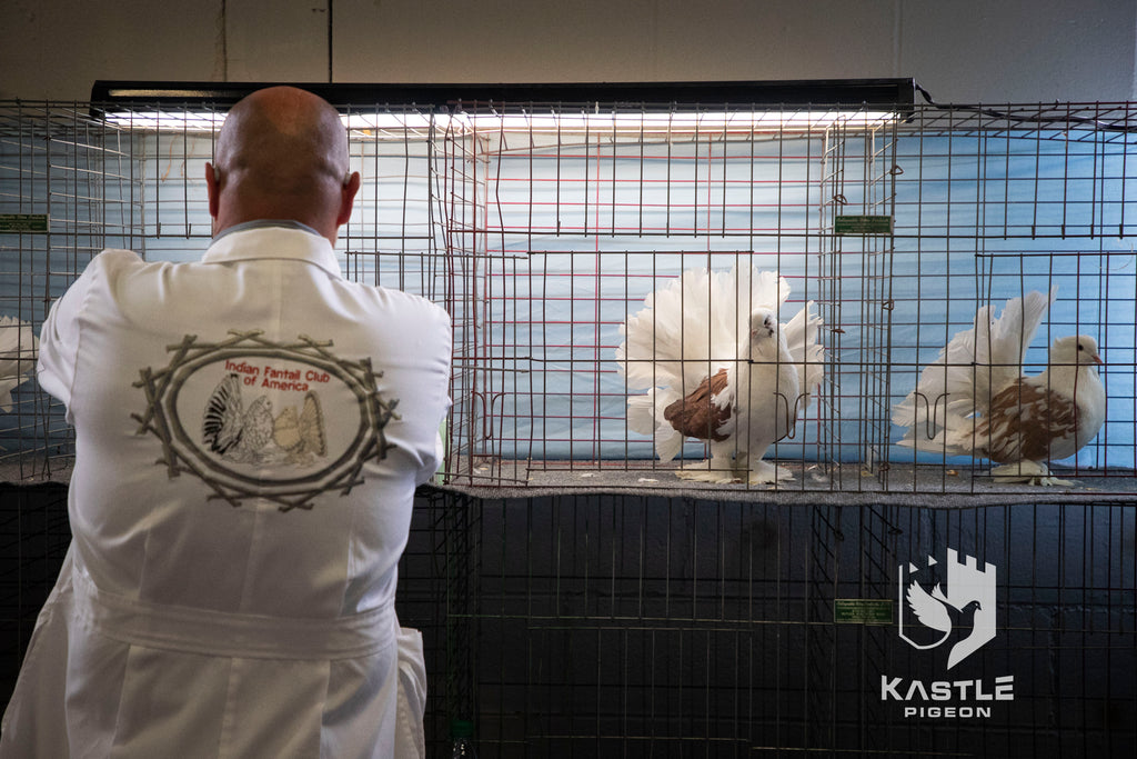 National Young Bird Pigeon Show