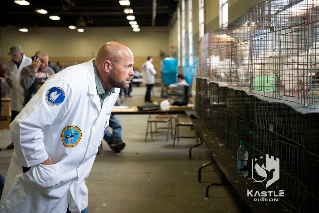 National Young Bird Pigeon Show