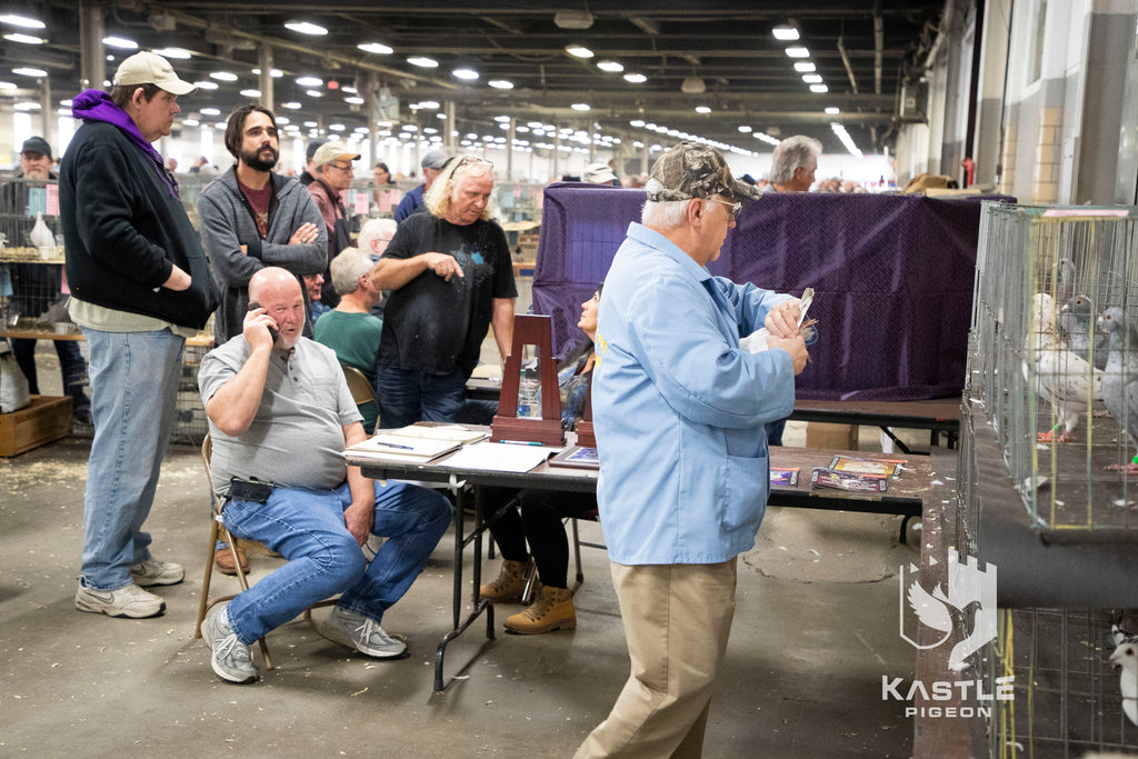 National Young Bird Pigeon Show